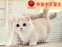 淮安猫类动物鉴定