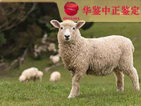 淮安羊类动物鉴定